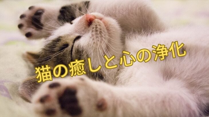 猫を飼うことによる癒しと心の浄化