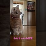 ももちゃんの日常 #ねこ #ねこ動画 #日常 #可愛い猫 #癒し動画 #ももちゃん #もも