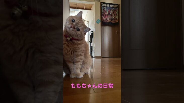 ももちゃんの日常 #ねこ #ねこ動画 #日常 #可愛い猫 #癒し動画 #ももちゃん #もも