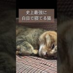 史上最強に白目で寝てる猫 #猫#動物#おもしろ動画#動画編集初心者