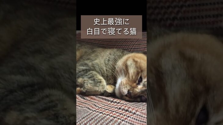 史上最強に白目で寝てる猫 #猫#動物#おもしろ動画#動画編集初心者