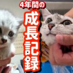 【保護子猫】ひとりぼっちで泣いていた子猫に幸せ家族ができるまでの成長記録