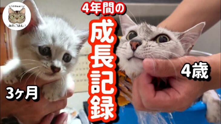 【保護子猫】ひとりぼっちで泣いていた子猫に幸せ家族ができるまでの成長記録