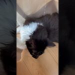 猫　# #ねこのいる生活 #ねこ動画 #おもしろ #おすすめ