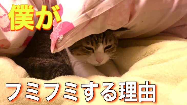 一晩で変身をとげた猫