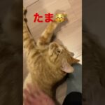 仕事帰りに甘えん坊な猫が面白すぎました😽