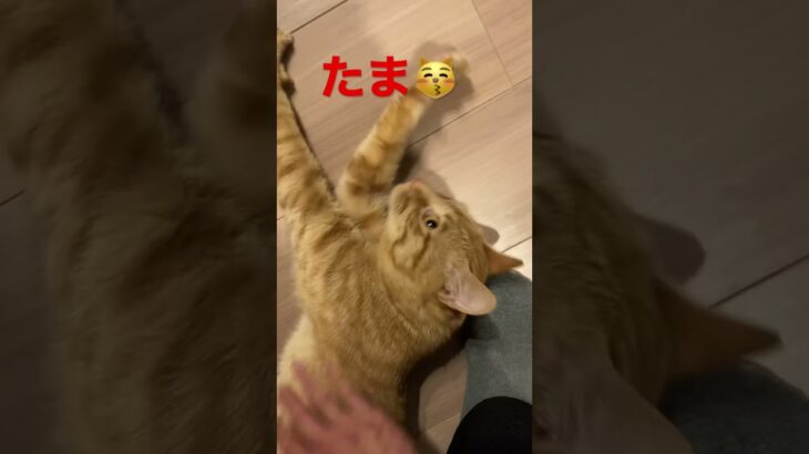 仕事帰りに甘えん坊な猫が面白すぎました😽