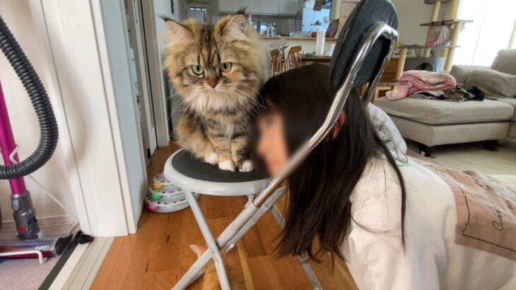 休日暇すぎる娘が猫にウザ絡みしてたらハプニングが発生しましたw