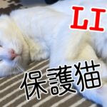 #子猫 ねころび荘 保護こ猫部屋配信20230613【保護猫】