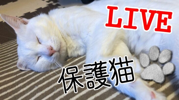 #子猫 ねころび荘 保護こ猫部屋配信20230613【保護猫】