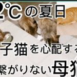 32℃の夏日‼︎保護子猫の鳴き声聞いて心配している血のつながりない母猫‼︎#子猫 #保護