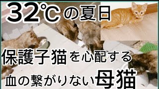 32℃の夏日‼︎保護子猫の鳴き声聞いて心配している血のつながりない母猫‼︎#子猫 #保護