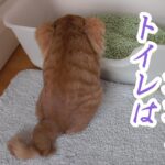 トイレで遊んでしまう猫のトイレの砂を新しくするとこうなりました｜#38