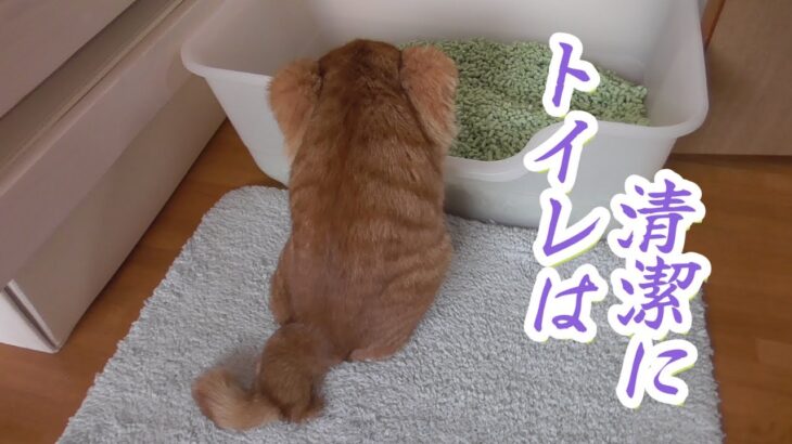 トイレで遊んでしまう猫のトイレの砂を新しくするとこうなりました｜#38