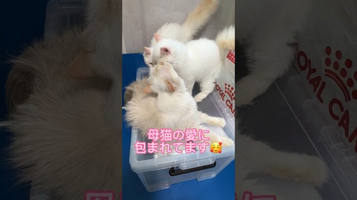 ほっこりしています🥰5年間の健康保証付き✨子猫のご家族様募集中です。#サイベリアン専門キャッテリーオーロラサンライズ#サイベリアン#サイベリアン子猫#猫 #子猫