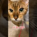 【子猫動画】バテバテ　ホワイトベンガル　生後5ヶ月！　アイドル 　ベンガル猫　ネコ　ねこ　ヨルシカ　斜陽　#cat #bengalcat #ベンガル #bengal #ベンガル猫 #猫 #子猫