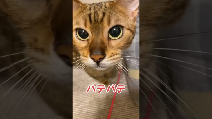 【子猫動画】バテバテ　ホワイトベンガル　生後5ヶ月！　アイドル 　ベンガル猫　ネコ　ねこ　ヨルシカ　斜陽　#cat #bengalcat #ベンガル #bengal #ベンガル猫 #猫 #子猫