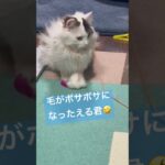 一生懸命遊んで毛がボサボサになった猫　A cat whose hair has become messy after playing hard　#Shorts