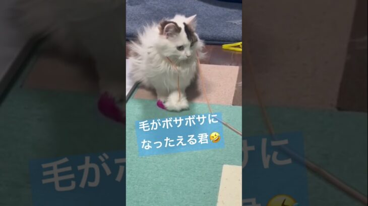 一生懸命遊んで毛がボサボサになった猫　A cat whose hair has become messy after playing hard　#Shorts