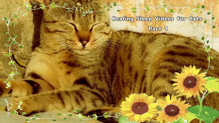 ☆☆☆猫の癒しの眠り動画集パート１Healing Sleep Videos for Cats Part 1