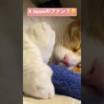 手をクロスさせて眠る猫。どこかで見た事あるやつ編 #猫 #cat #おもしろ動画 #おやすみタイム