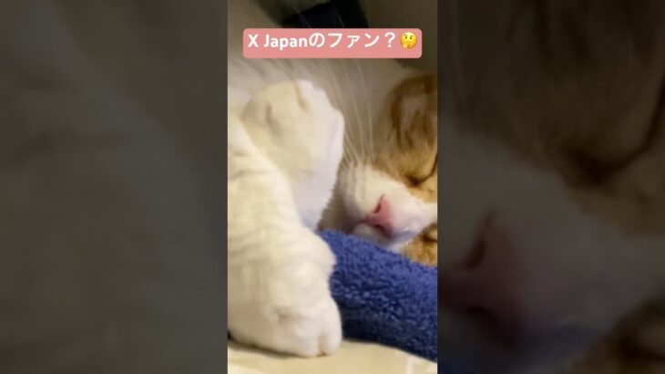 手をクロスさせて眠る猫。どこかで見た事あるやつ編 #猫 #cat #おもしろ動画 #おやすみタイム