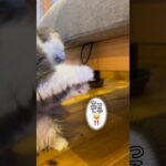 【立ち上がるねこ⁈】　#cat #cats #かわいい猫 #ねこ好き #猫のいる生活 #癒し動画 #ごまちよ