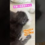 保護猫ちゃんたちがやってきました☺️ #cat #かわいい #猫動画 #猫好き #cats #catvideos #cute #猫 #かわいい#子猫#保護猫 #ネコ #癒し動画