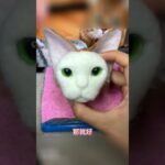 #pets #猫動画 #猫のいる暮らし #cat #ペット #catvideos #catshorts #癒し