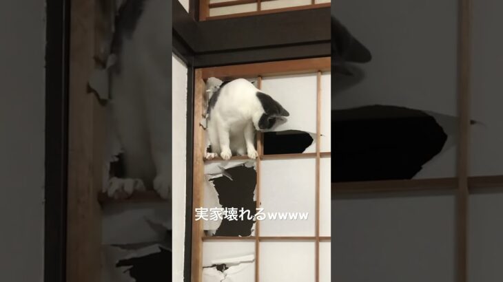 実家を破壊していく猫。 #保護猫 #猫 #猫のいる暮らし #実家の猫 #子猫 #猫のハプニング #shorts