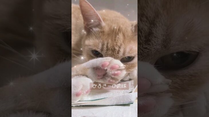 【猫】肉球の後ろにキャッツアイ🤗茶トラ系クリーム猫のみるきー【かわいい/癒し】#shorts