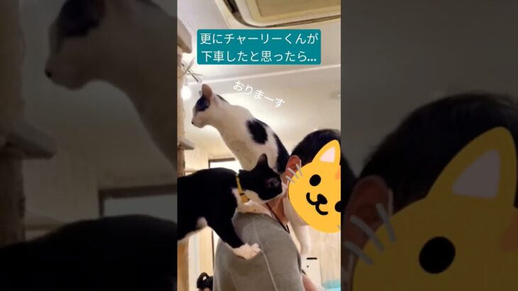 猫カフェで子猫達の肩乗り合戦に使われた動画【保護猫せのびあくび】番外編 #shorts #cat #catlover #cute #ねこ #保護猫 #cutecat #猫カフェ #肩乗り猫 #癒し