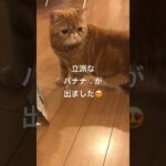 便秘気味だったので良かった💦 #shorts #cat #cute #猫 #癒し #スッキリ