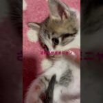 #猫 #猫動画 #猫のいる暮らし #子猫 #子猫の成長日記 #子猫成長記録