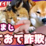 【犬猫アテレコ】前の家の最後の日常動画