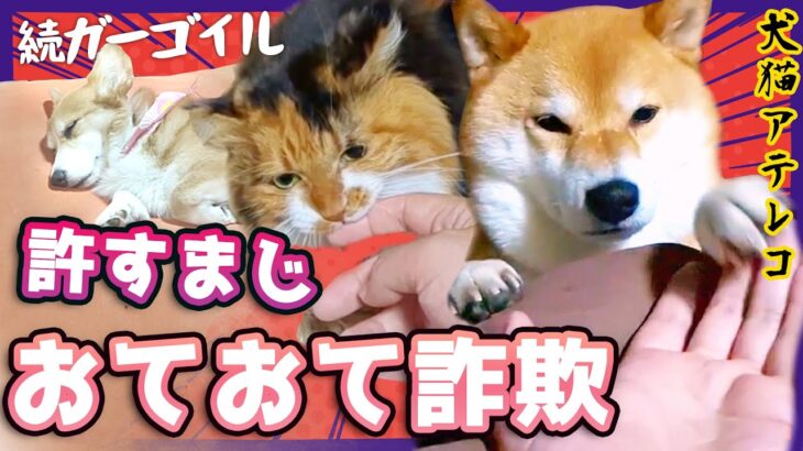 【犬猫アテレコ】前の家の最後の日常動画