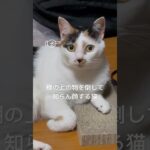 #猫  #かわいい猫  #ペット #メフィスト