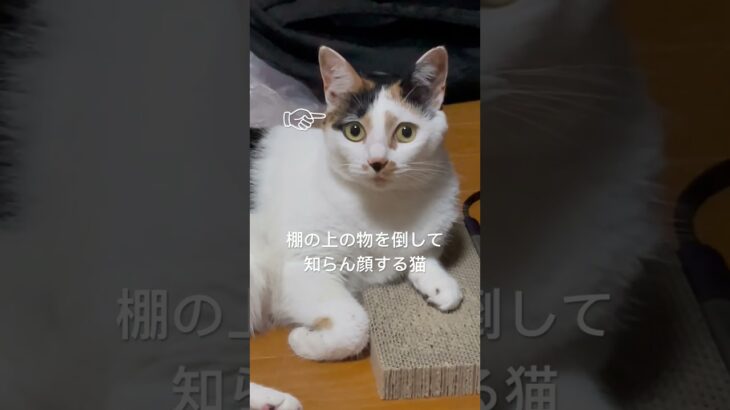 #猫  #かわいい猫  #ペット #メフィスト