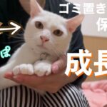[保護猫]ゴミ置き場でひとりぼっちだった子猫保護から半年！成長したちゃっぽ✨[沖縄里親募集中]