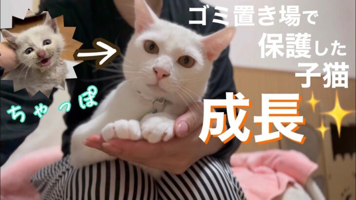 [保護猫]ゴミ置き場でひとりぼっちだった子猫保護から半年！成長したちゃっぽ✨[沖縄里親募集中]