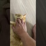 猫はナデナデが大好きでした♩