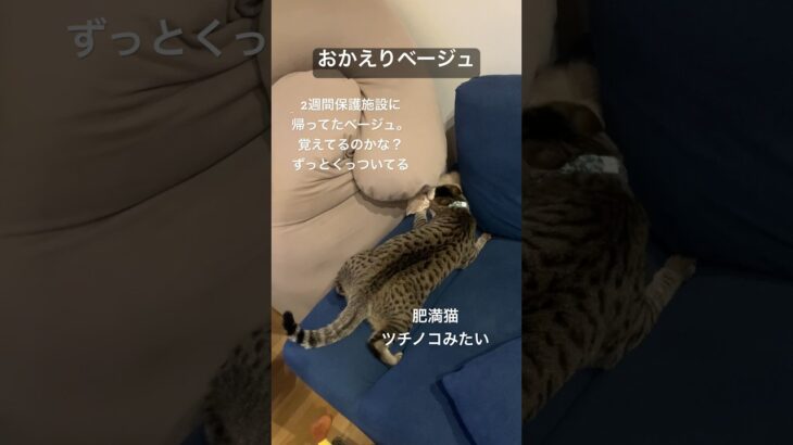 【猫&子猫】おかえり子猫ちゃん正式譲渡で大興奮の先住ネコ#保護猫#キジトラ