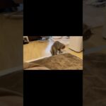 猫の”やんのかステップ”#猫 #猫のいる生活 #ねこ動画 #おもしろ動画 #癒し動画 #やんのかステップ #サイベリアン #ねこのいる生活