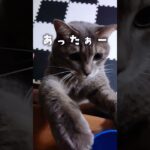 【保護猫】ピンチ！愛猫レオンにハプニング！？