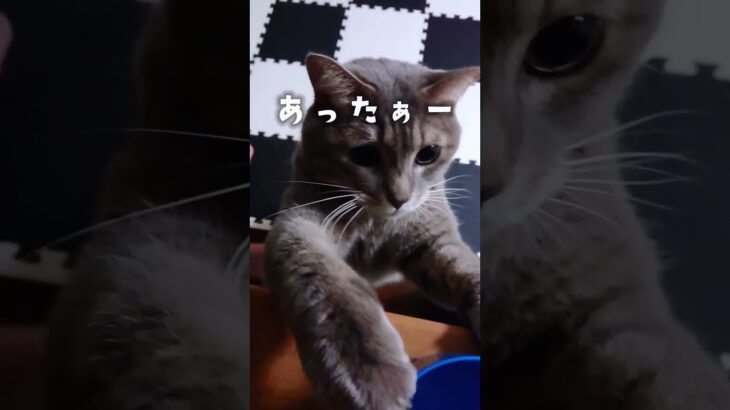 【保護猫】ピンチ！愛猫レオンにハプニング！？