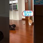 子猫がやってきた！