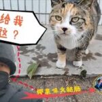 【捨て猫】疫病の流行中、私はかわいい野良猫に出会い、奇妙なハムソーセージを与えました。 世界はこんな感じ？