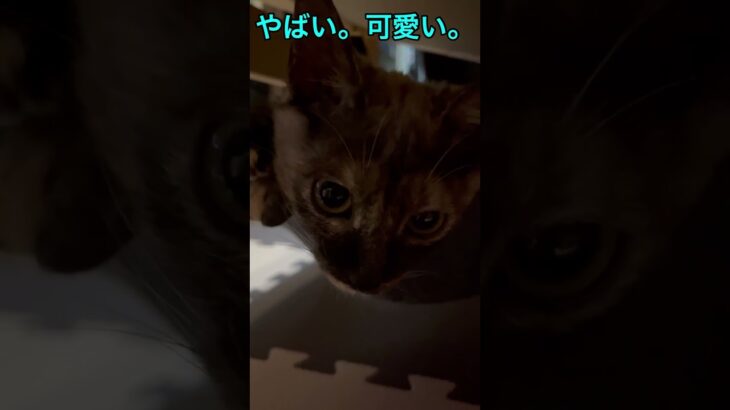 【保護猫との生活】まさみちゃんの最近のお気に入り！#子猫 #保護猫 #さび猫  #さび猫地位向上委員会