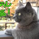 【可愛い猫】ベランダでハプニング！でも外を眺めるグレー猫の姿が可愛すぎて・・【猫の壺】