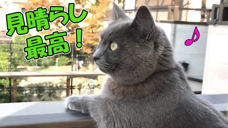 【可愛い猫】ベランダでハプニング！でも外を眺めるグレー猫の姿が可愛すぎて・・【猫の壺】